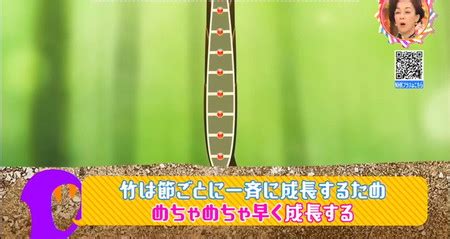 竹子節|なぜ竹には節がたくさんあるのか？：チコちゃんに叱。